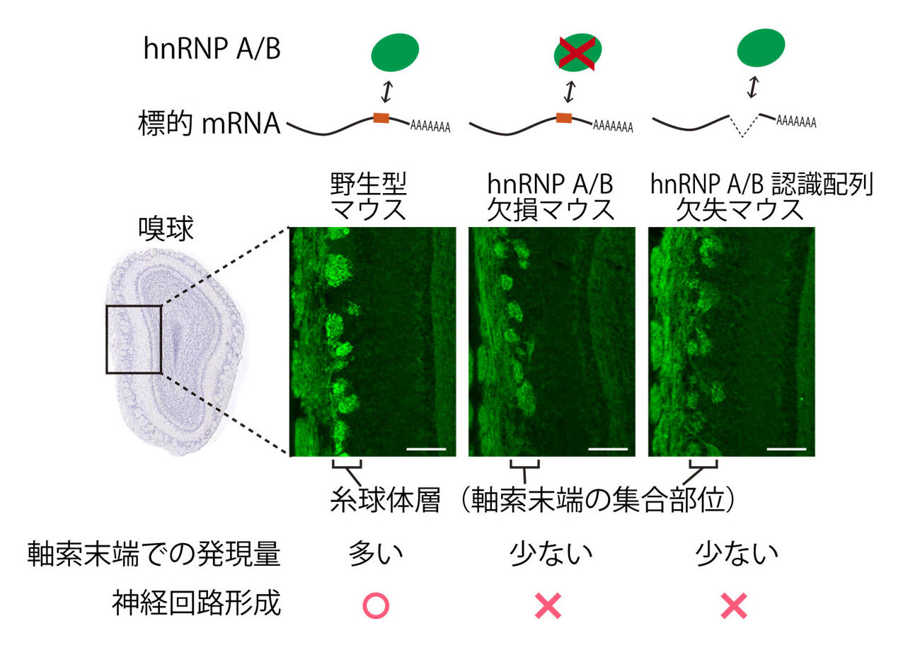 https://www.bri.niigata-u.ac.jp/research/result/pict2.jpg