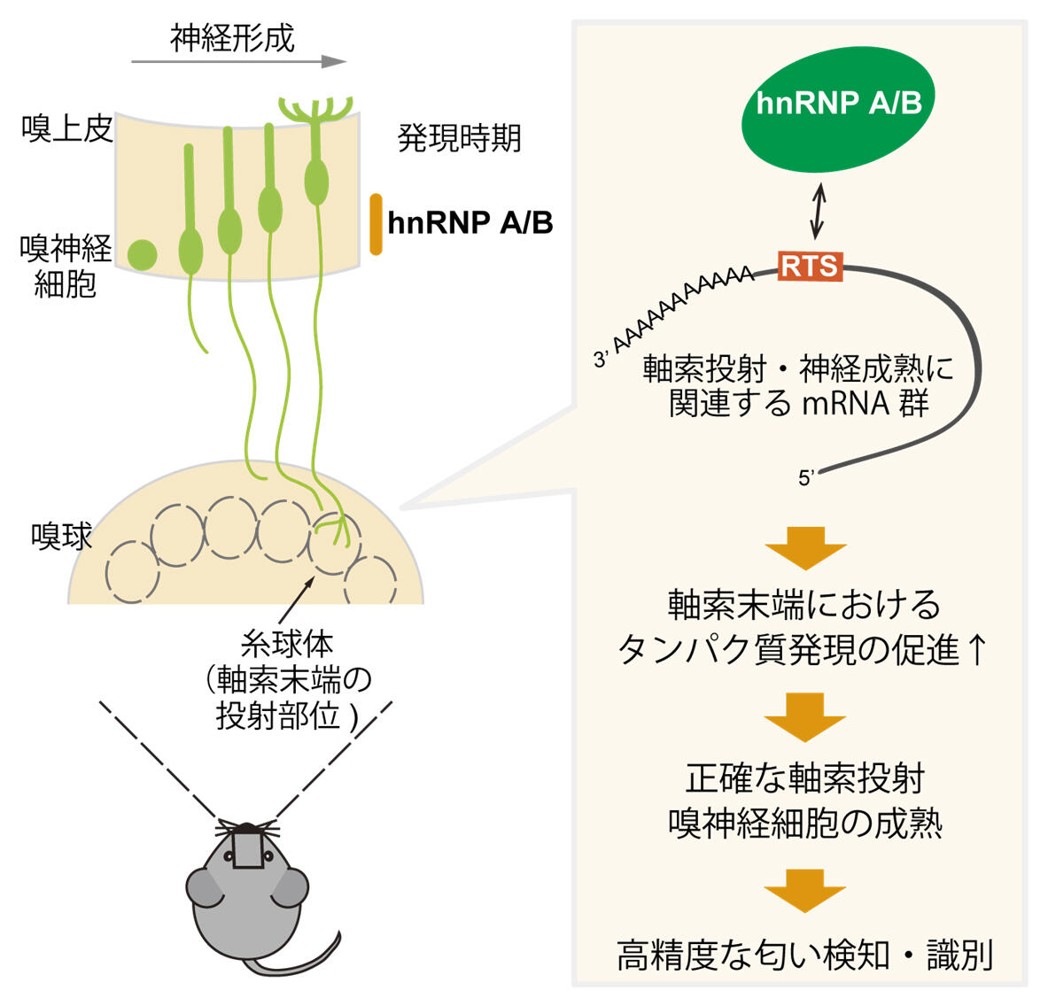 https://www.bri.niigata-u.ac.jp/research/result/pict3.jpg