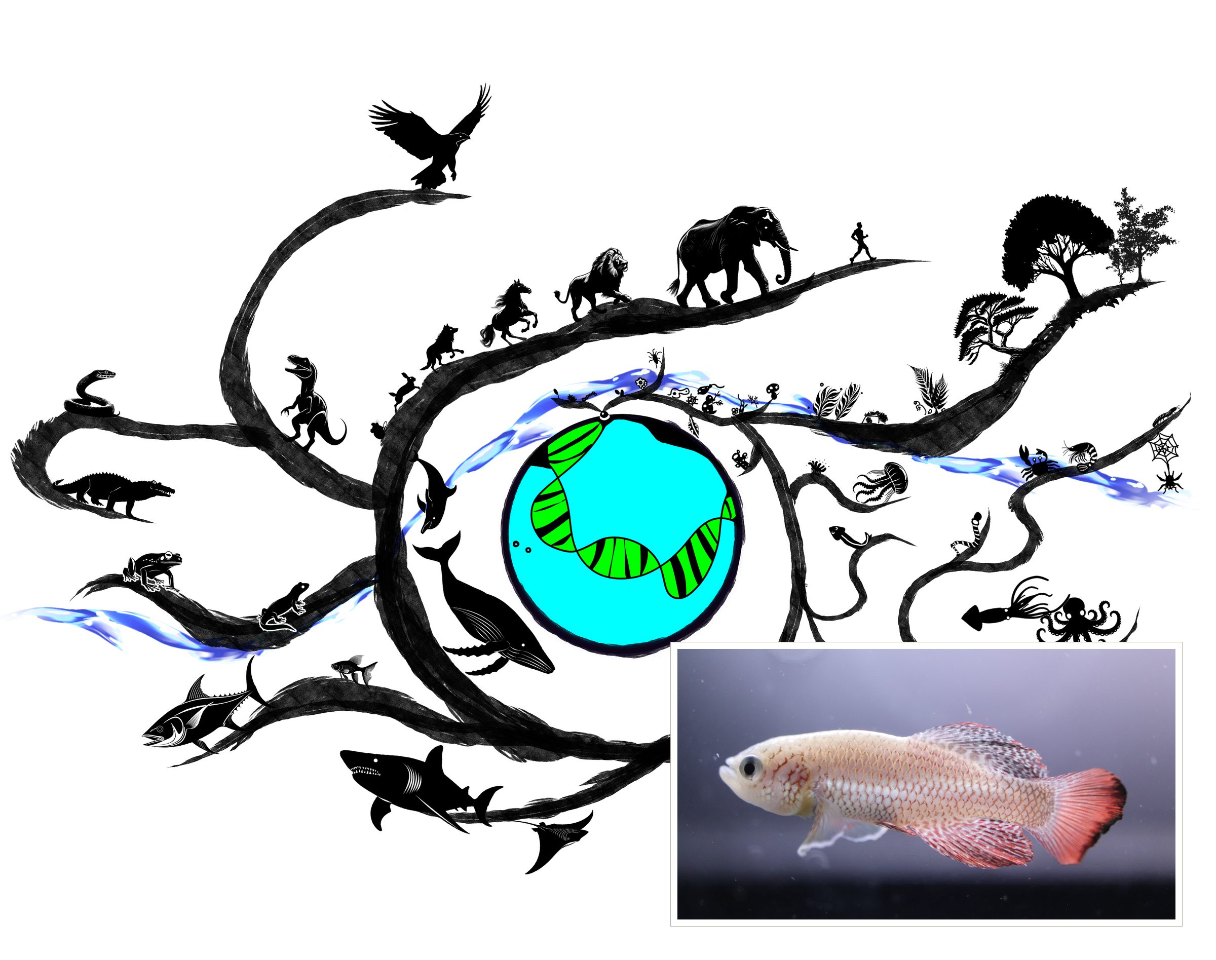 Phylogenetic-tree illustration with a turquoise killifish
