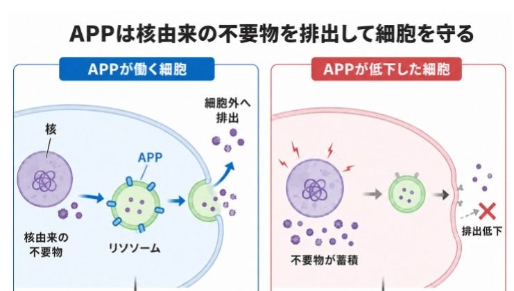 Diagram of APP-mediated nuclear-waste clearance