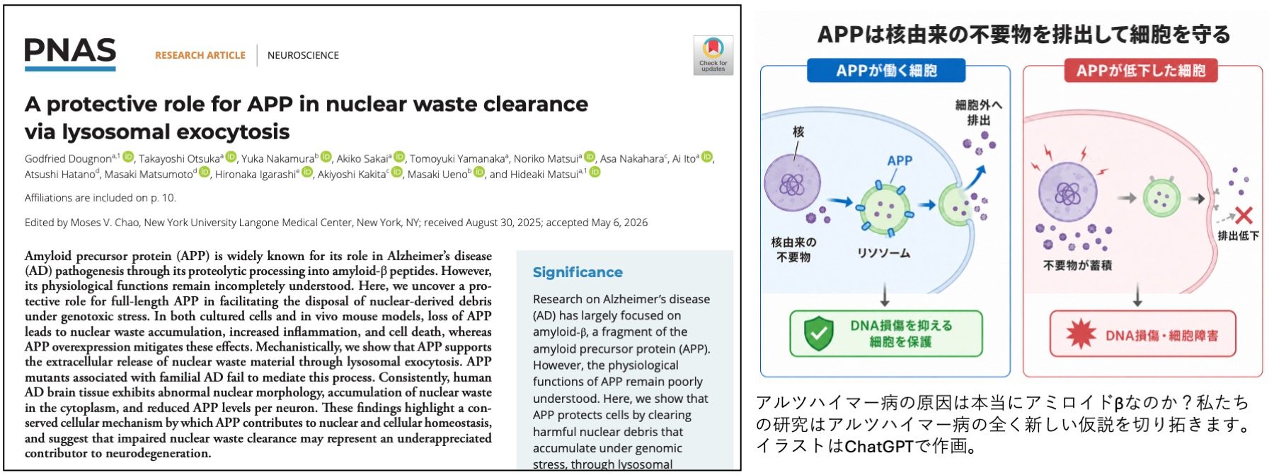 Dougnon et al., PNAS 2026 の論文ページと、APPによる核由来廃棄物排出の解説図