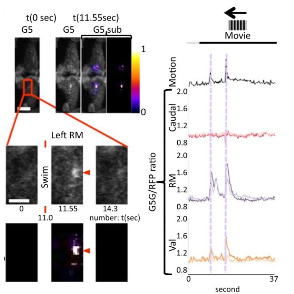 Recording of cerebellar circuit activity during swimming