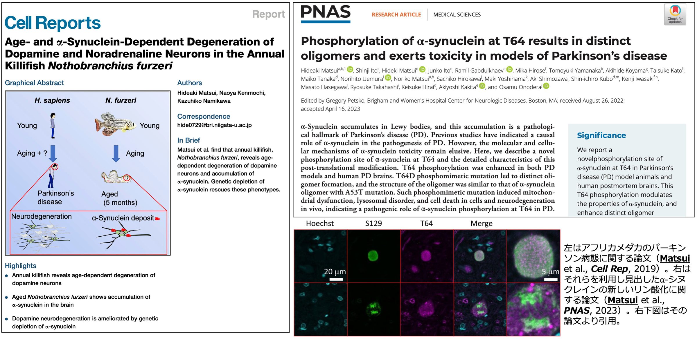 Matsui et al., Cell Rep. 2019 と PNAS 2023 の論文ページと、アフリカメダカの加齢関連研究の図