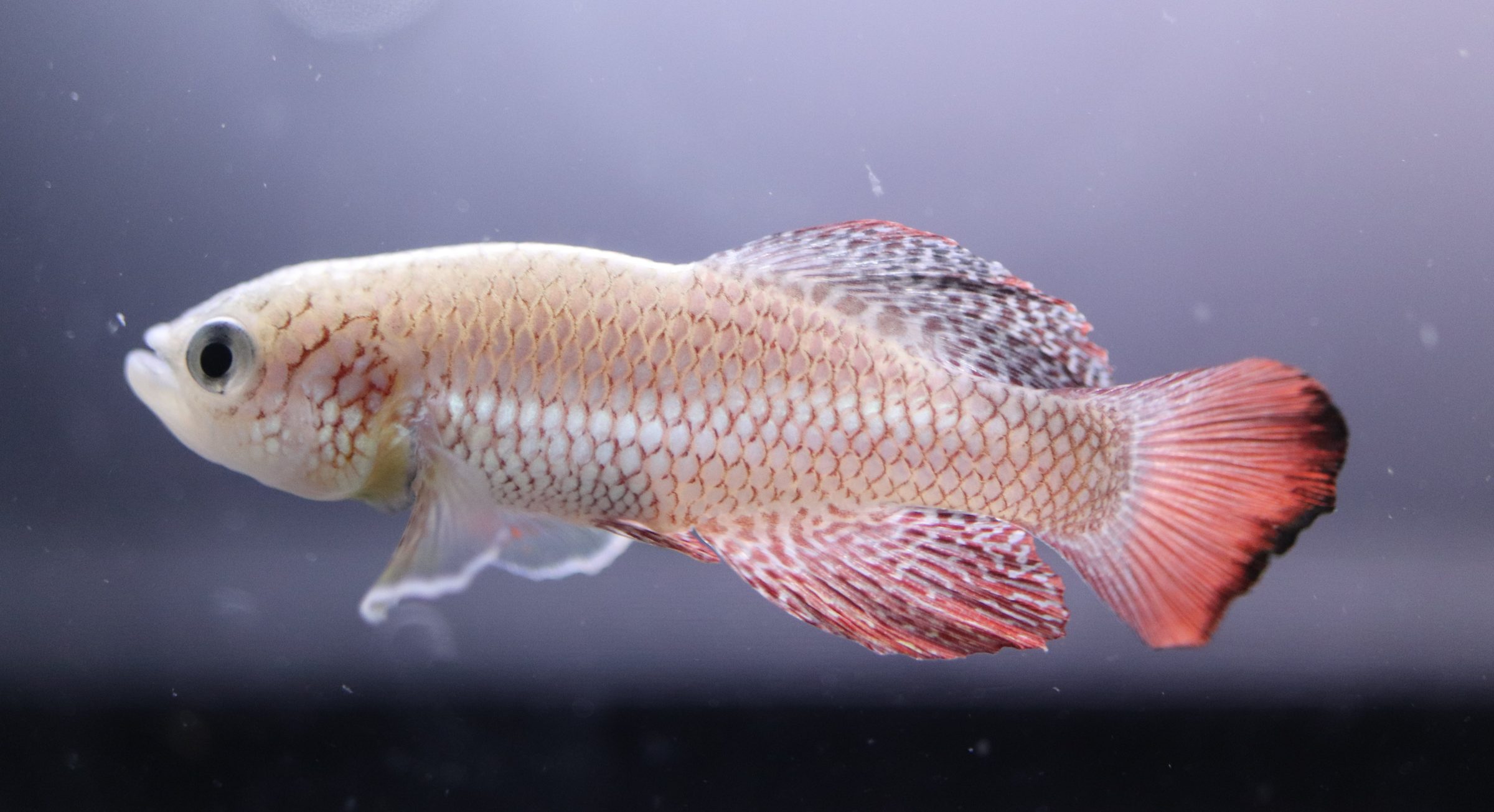 Turquoise Killifish（アフリカメダカ）