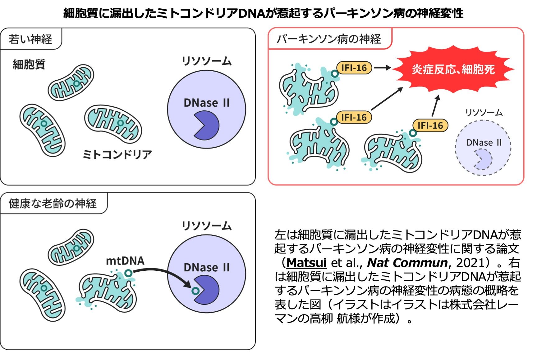 Diagram of cytosolic mtDNA, lysosomes and IFI16