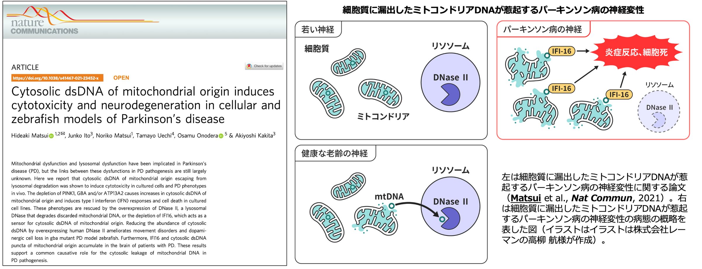Matsui et al., Nat. Commun. 2021 の論文ページと、細胞質mtDNAによる神経変性の解説図