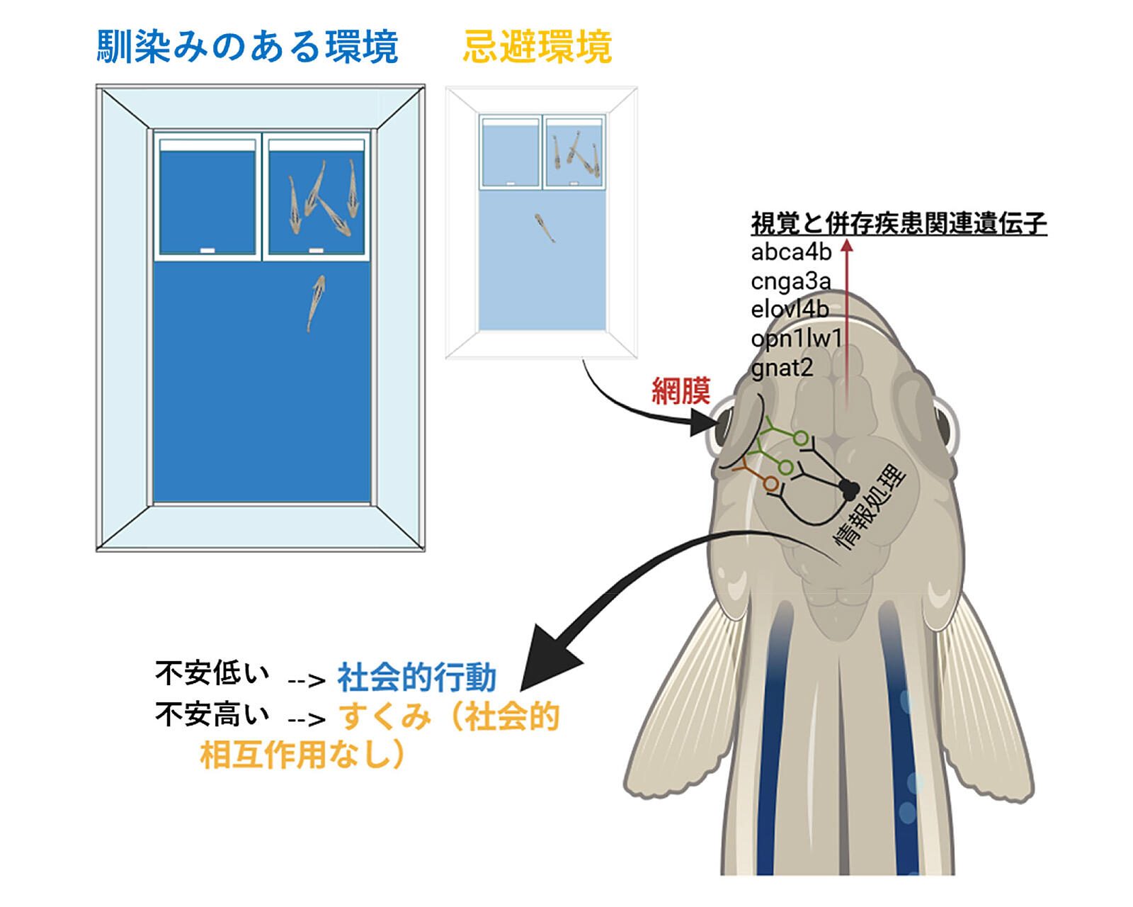 脳研プレスリリース図。馴染みのある環境と忌避環境での社会性、網膜からの情報処理。