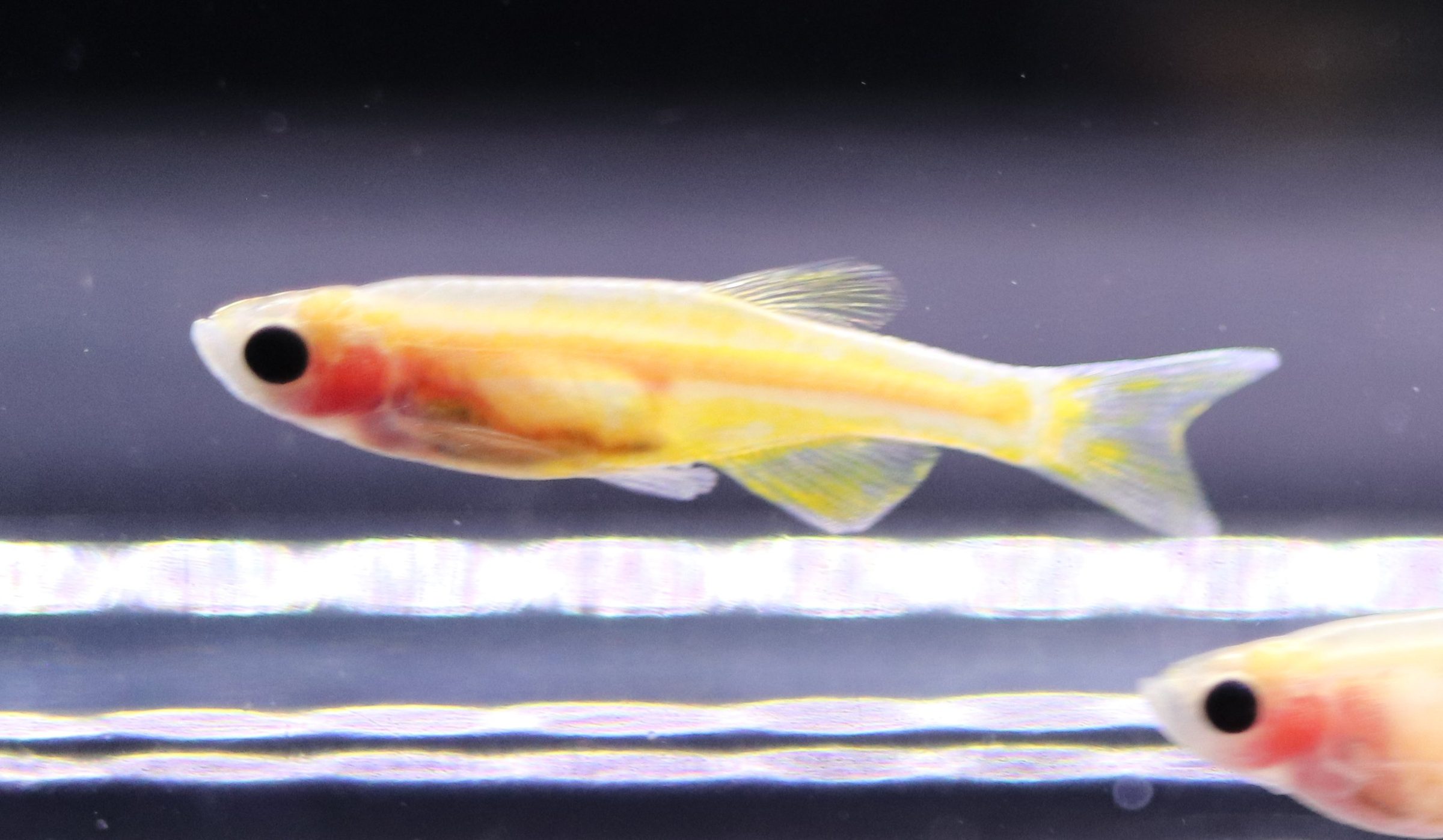 Zebrafish（ゼブラフィッシュ）